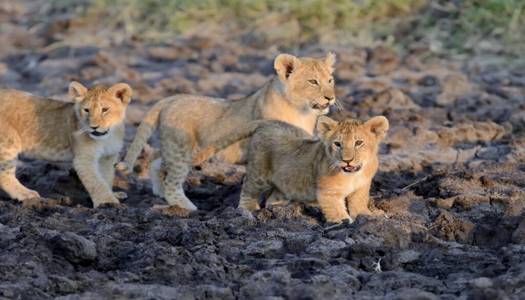 What are the rare wild animals in India? – Dream Wild Safari India and ...
