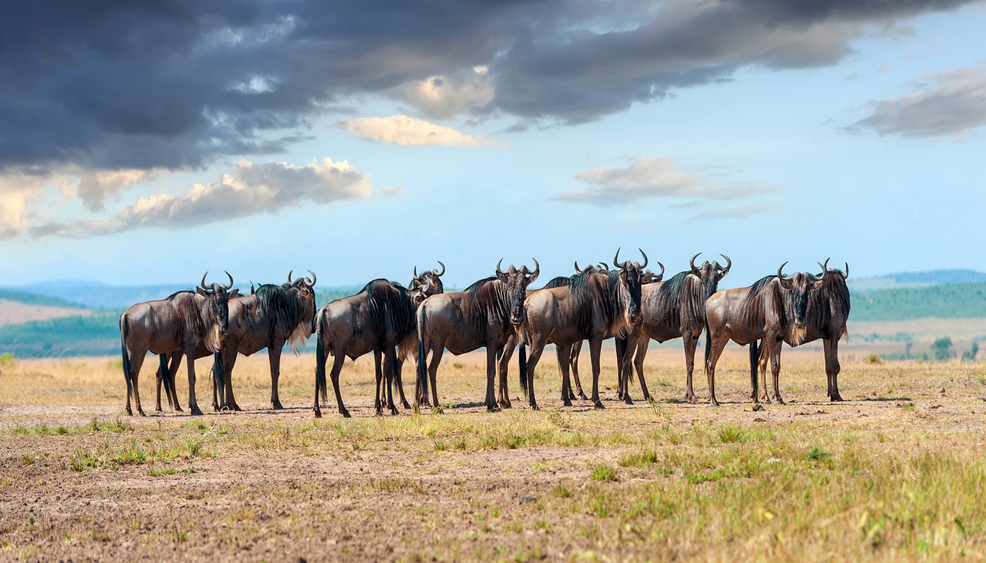 Best National Parks to view Big 5 in Africa