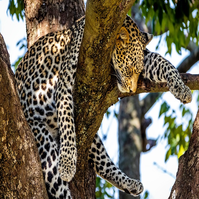 Leopard Sleeping While Hanging Over Tree Branch