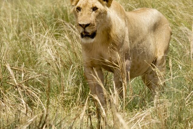 Kenya10 Days - Masaimara, Lake naivasha, Nairobi, Dianibeach