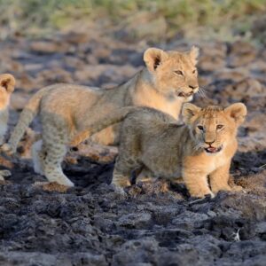 Incredible Tanzania 5 Days - Tarangire, Lake manyara, Ngorongoro
