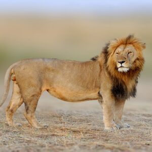 Big 5 Kenya Safari- 8 Days