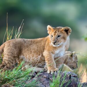 Kenya Tanzania Luxury Safari - 9 Days