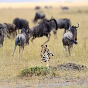 Enchanting Tanzania - 7 Days