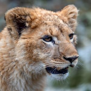 Rwanda 3Days - Kigali, Musanze