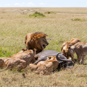 Rwanda 4Days - Kigali,Musanze