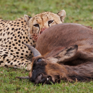 Rwanda 5Days -  Musanze, Akagera