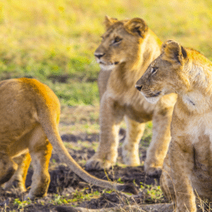 Rwanda 4Days - Musanze, Kigali