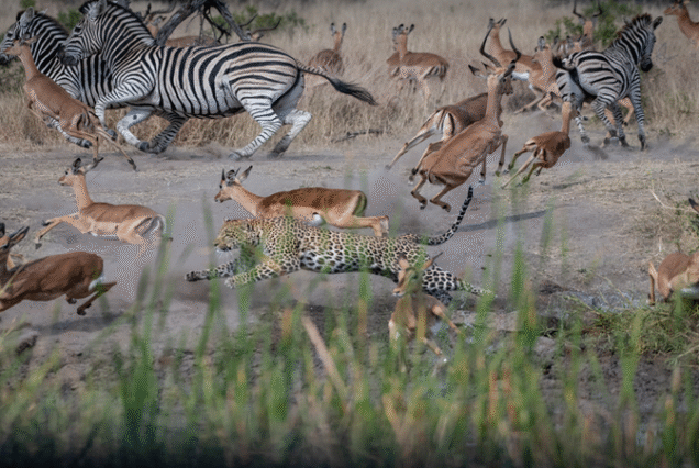 Uganda 6Days - Bwindi Impenetrable,Queen Elizabeth,Murchison Falls