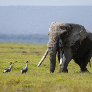 Rwanda 7Days -Akagera,Musanze,Kigali