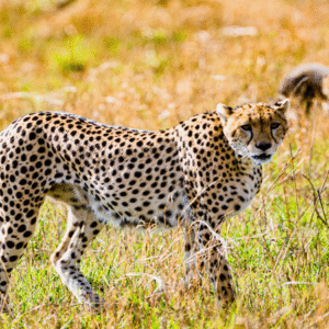 Rwanda 7Days - Kigali, Musanze, Volcanoes