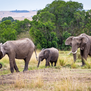 Rwanda 6Days -  Nyungwe,Karongi,Kigali