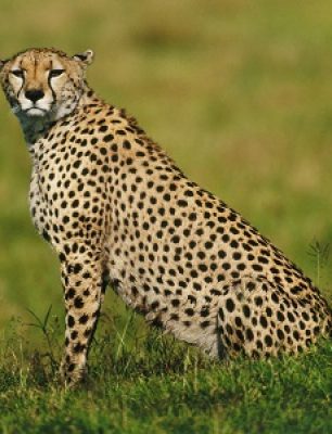 Cheetah, Acinonyx jubatus, Masai Mara Reserve, Kenya
