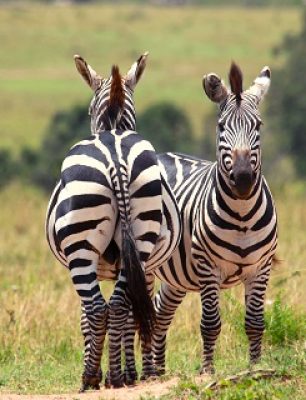 Couple of zebras in  the Masai Mara Reserve (Kenya)