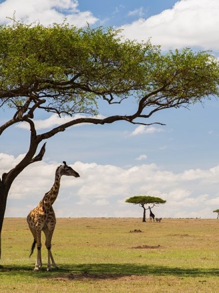 animal, nature and wildlife concept - group of giraffes in maasai mara national reserve savannah at africa