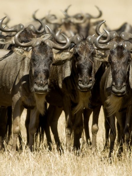 Wildebeest Masai mara Kenya